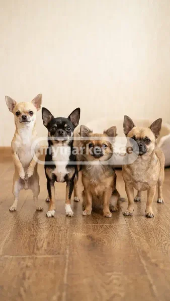 Собака Чихуахуа — Chihuahua