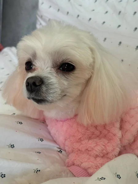Передержка собаки — Maltese dog, Lhasa