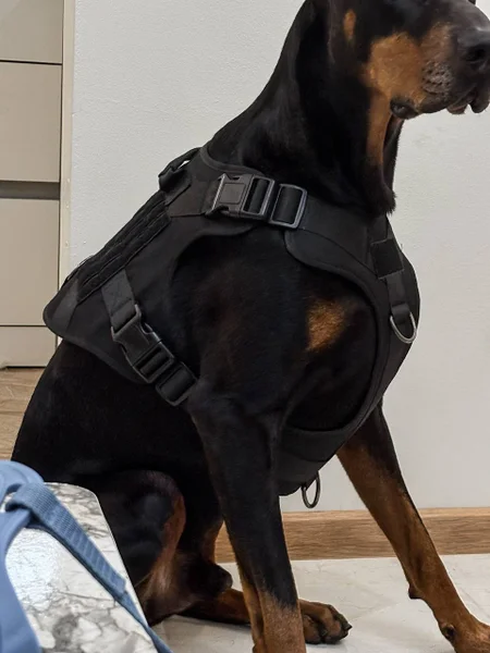 Тактическая шлейка для собак — Doberman, black-and-tan coonhound, Rottweiler