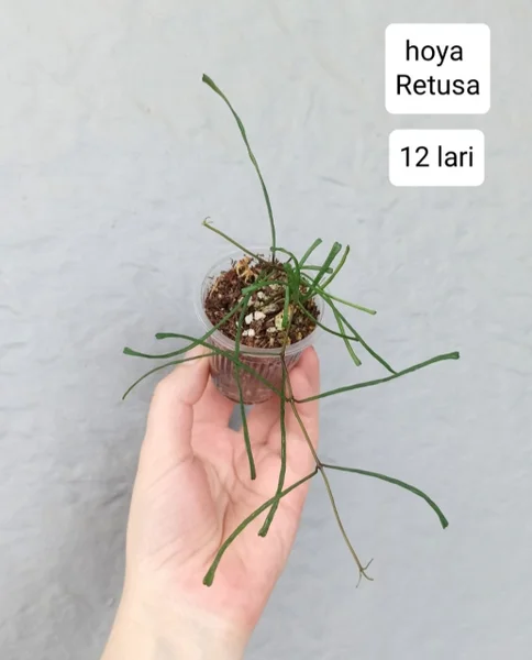 Растения Hoya Retusa и Sansevieria Moonshine — pot