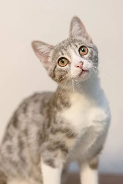 Котенок Юми — Egyptian cat, tabby