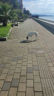 Щенок Бедлингтон Терьера — Bedlington terrier
