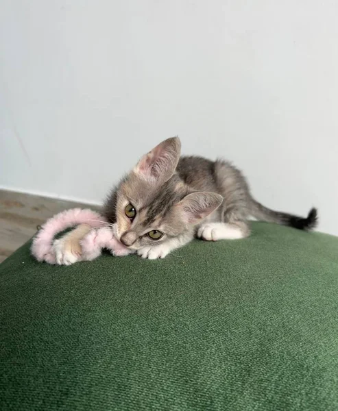 Котенок Лея в добрые руки — malamute