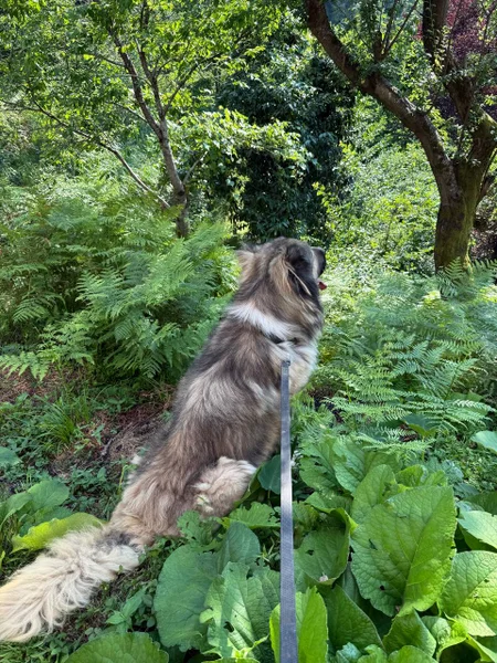 Собака породы Леонбергер — Leonberg
