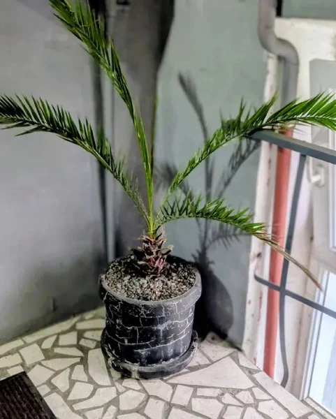 Финиковая пальма — pot