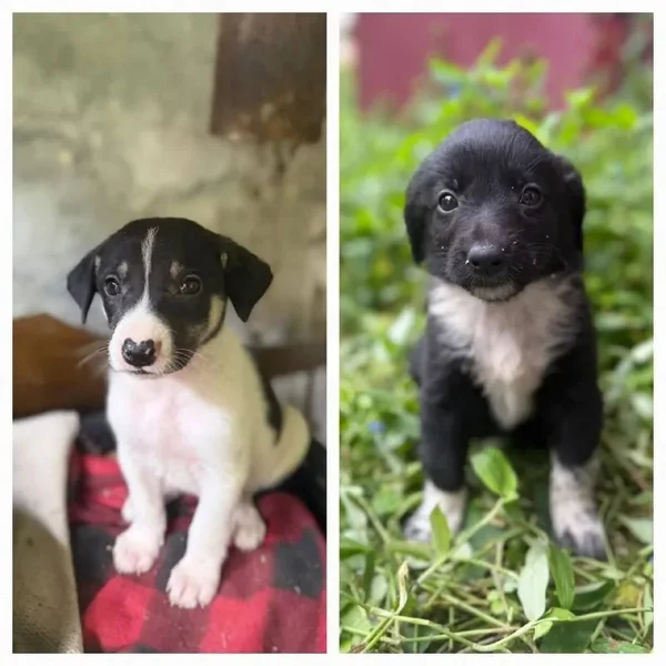 Две маленькие девочки-собаки — Border collie, Appenzeller