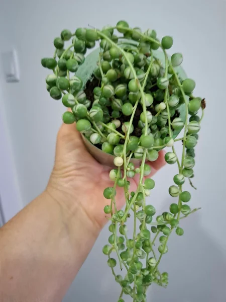Суккуленты — broccoli, pot, jigsaw puzzle