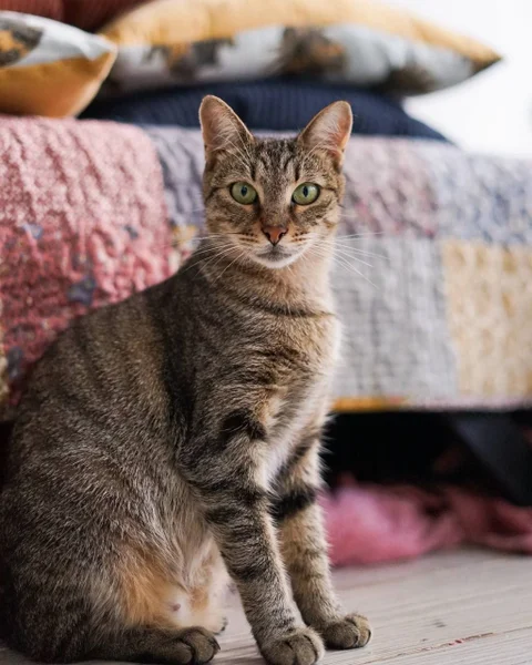 Кошка Альма — Egyptian cat, tiger cat, tabby