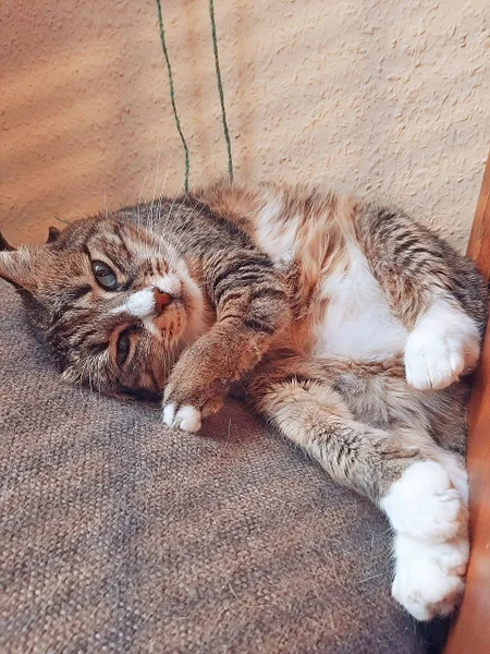 Кошка Валиди — tabby, tiger cat