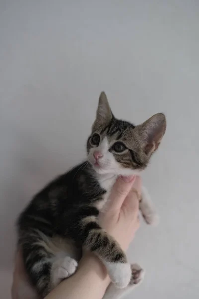 Котёнок Элли — Egyptian cat, tabby