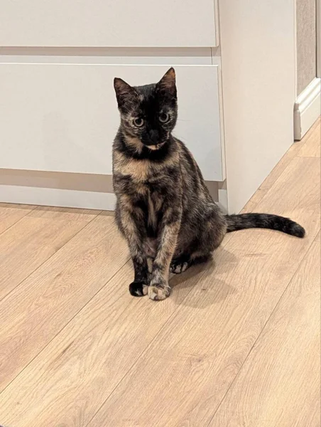 Кошка в добрые руки — Egyptian cat, Siamese cat, tabby