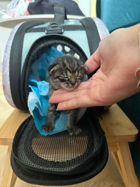 Котёнок в добрые руки — washer