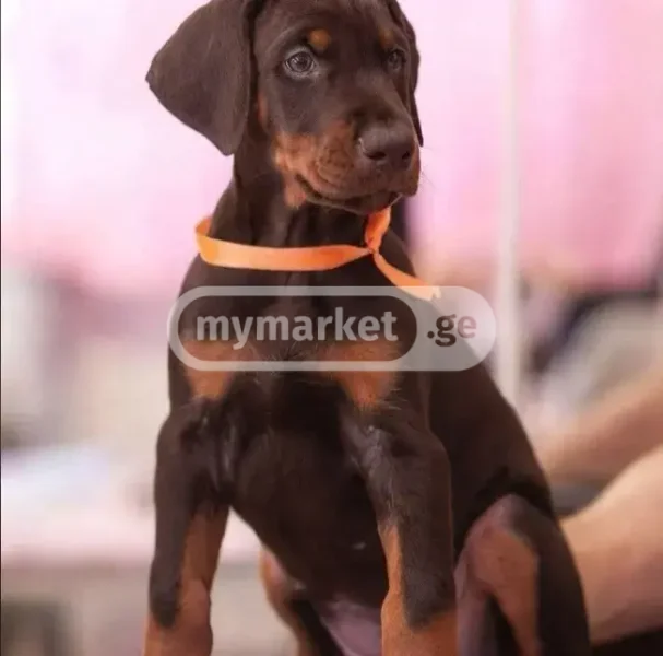 Собака — black-and-tan coonhound, Doberman