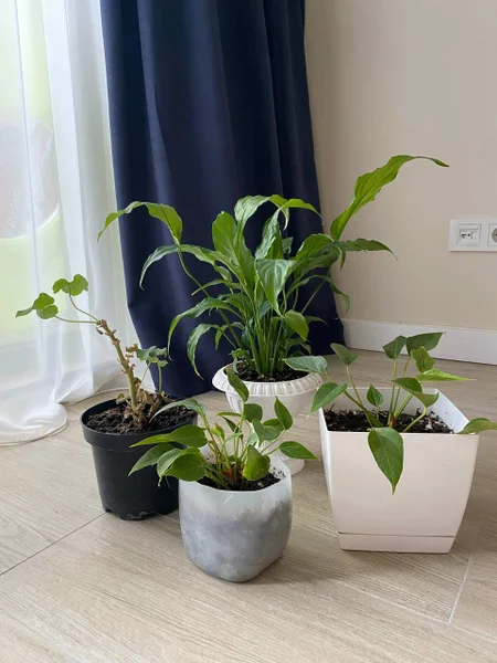 Антуриум — pot