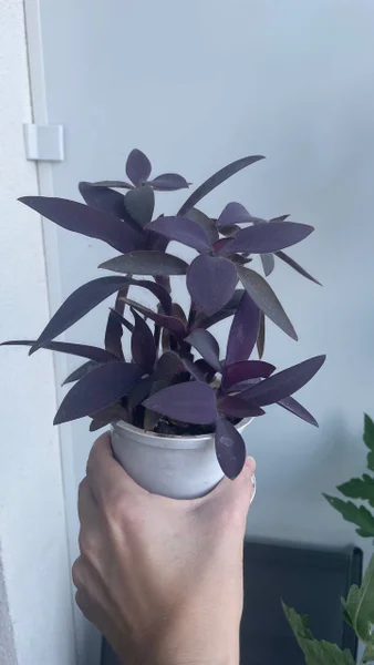 Цветы Традесканция бледная — pot, pinwheel, vase