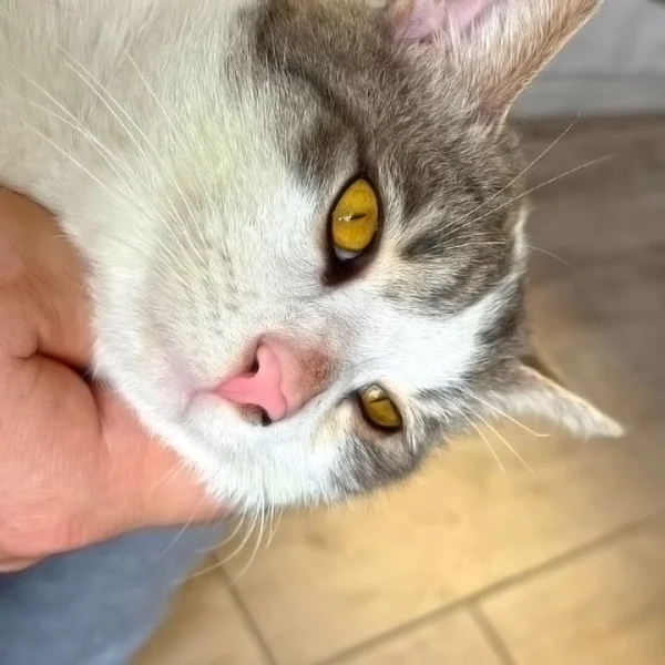 Кот Амурчик — Egyptian cat, tabby, tiger cat