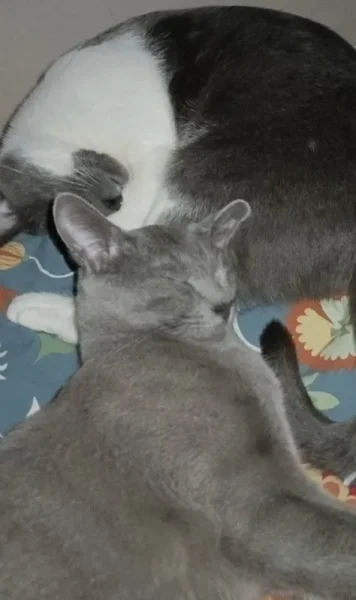 Русский голубой кот Грогу — lynx, cougar, Siberian husky