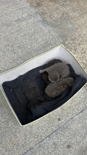Котята в добрые руки — bucket, sleeping bag, keeshond