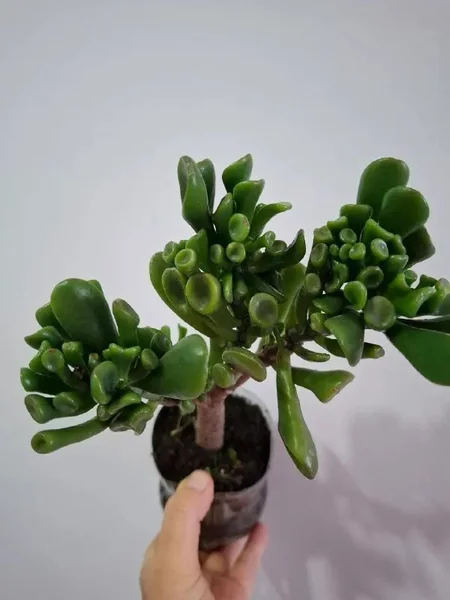 Суккуленты — pot, vase