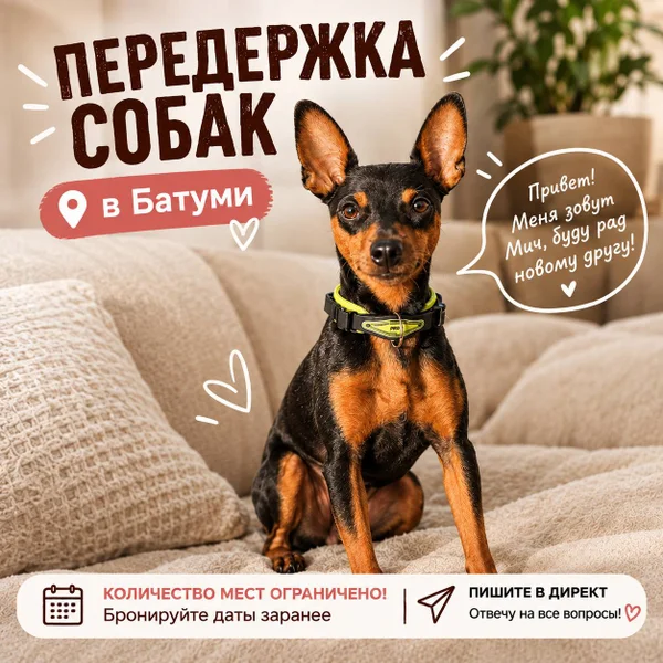 Домашняя передержка собак — miniature pinscher, toy terrier
