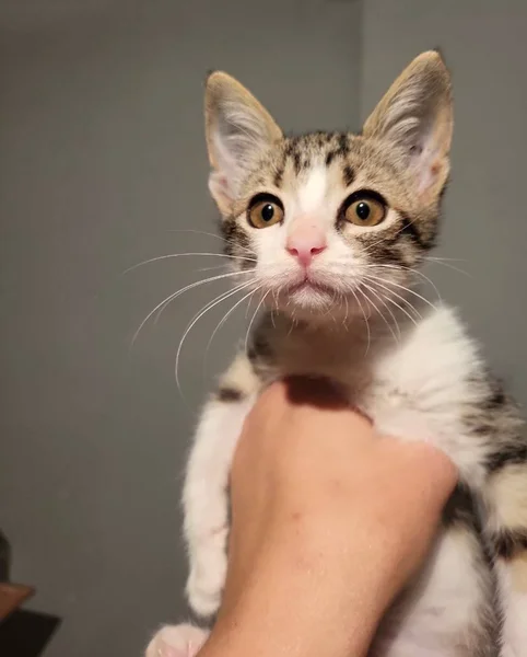 Котёнок Анфиска — tabby, Egyptian cat, bow tie