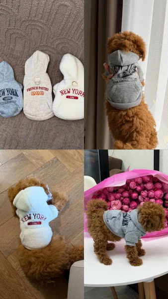 Одежда для маленькой собачки — teddy