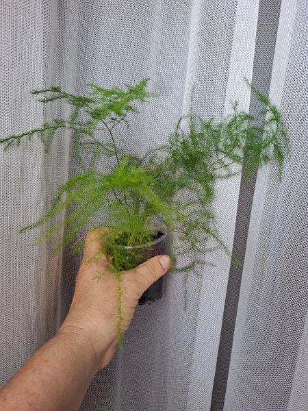 Очиток зиболда — window screen, pot