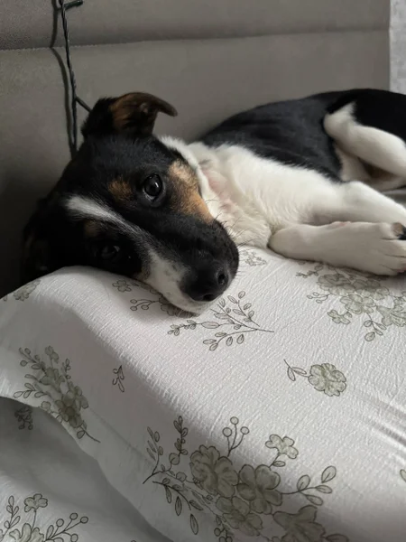 Собака Джуля в добрые руки — toy terrier
