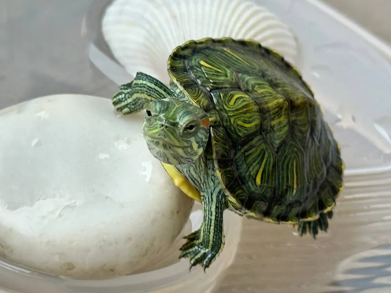 Маленькие черепашки — terrapin