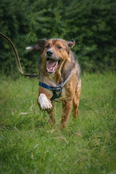Собака Бобби в добрые руки — kelpie, German shepherd