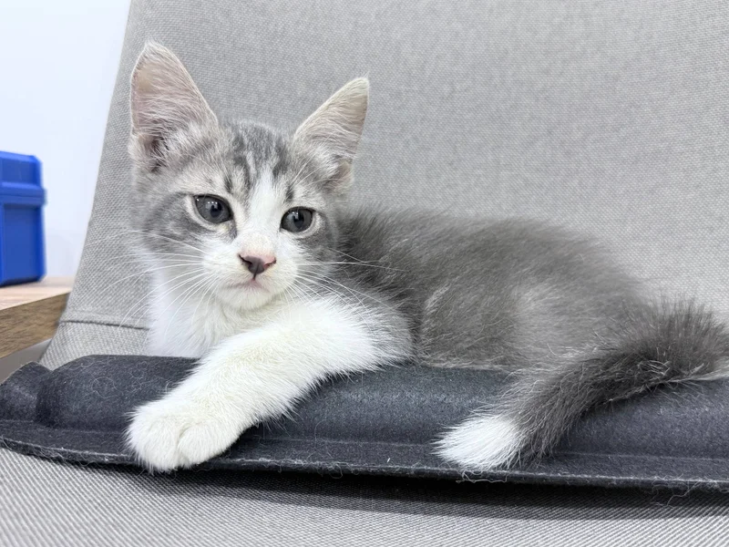 Котенок — Egyptian cat, lynx