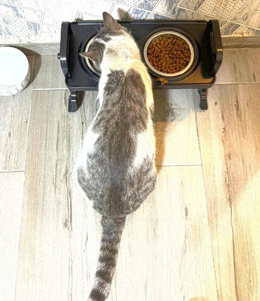 Кот Гудини — tabby, three-toed sloth, Egyptian cat