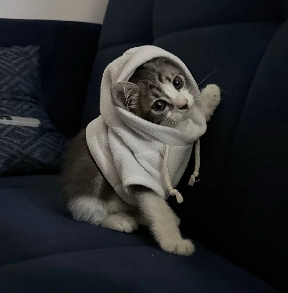 Котёнок Микки — pug