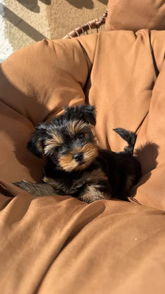 Щенки мини-йорка — Yorkshire terrier