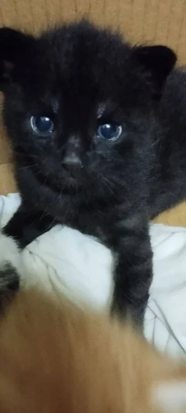 Котята в добрые руки — Siamese cat, Egyptian cat, mink