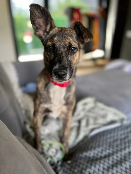 Метис малинуа Ника — malinois, Great Dane