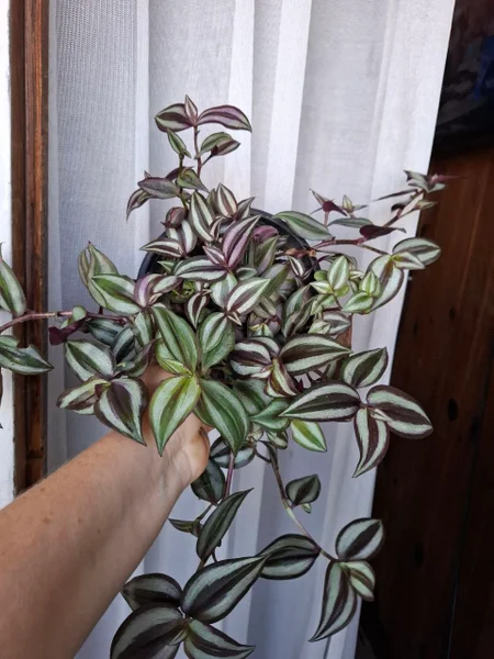 Растения в горшках — pot