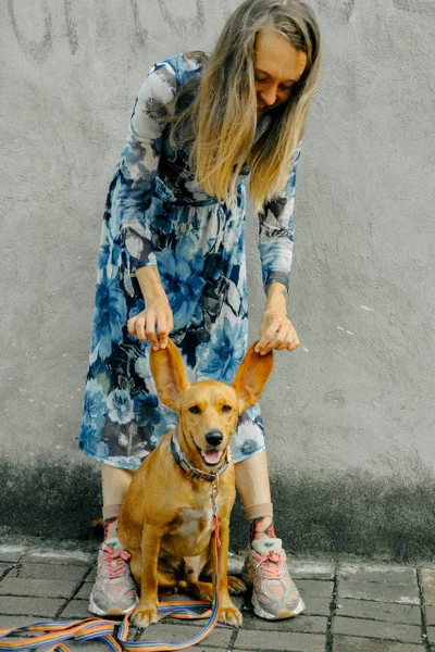 Собака Бейли в добрые руки — dingo, Chihuahua