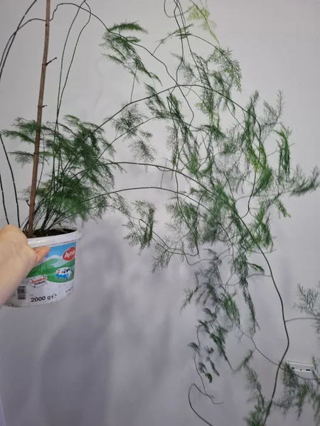 Аспарагус — pot