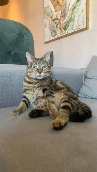 Кошечка Лилу в добрые руки — tabby, Egyptian cat, tiger cat