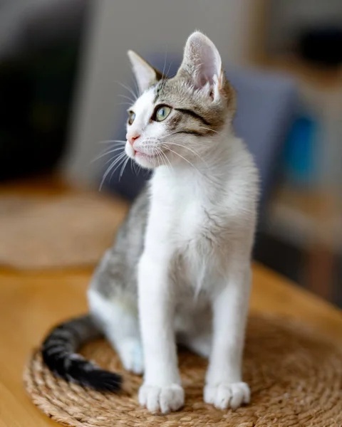 Котенок Ася в добрые руки — Egyptian cat