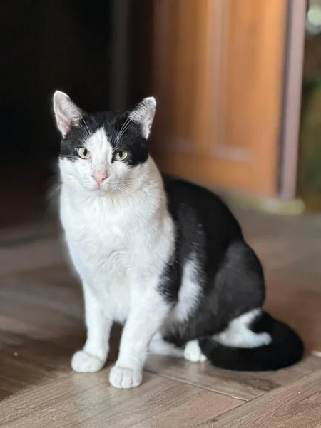 Кот Тесла — Egyptian cat