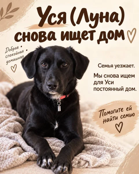 Собака Уся в добрые руки — Labrador retriever, flat-coated retriever