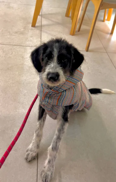 Щенок Снорби (4 мес) — Tibetan terrier