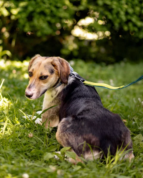 Собака Мира — beagle, Saluki, bluetick