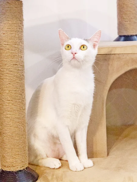Кошка Тильда — Egyptian cat, Siamese cat