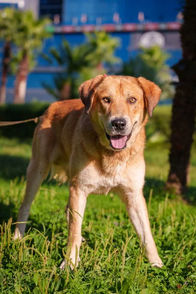Лёва — Labrador retriever, dingo, golden retriever