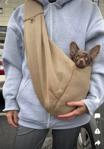 Слинг для питомца — Chihuahua, Siamese cat