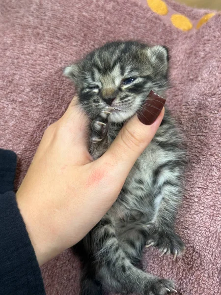 Котёнок Киси, девочка — tiger cat, tabby