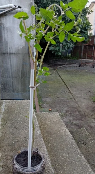 Томат Red Cherry SF — walking stick, crutch, lawn mower